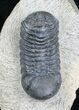 Bargain Phacops Speculator Trilobite Fossil #2525-1